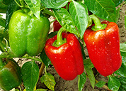 Aji