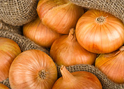 Cebolla