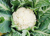 Coliflor