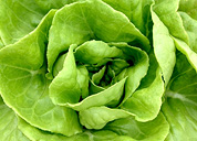 Lechuga
