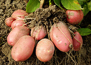 Papas